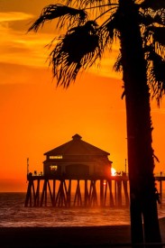Orange Beach House: Palm Tree, HB Pier, sunset, vertical