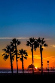 HBPier & Palm Trees: Sunset, palm trees, Huntington Beach Pier